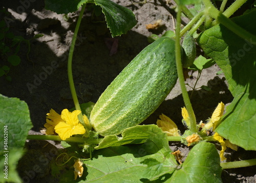 young cucumber growing in the garden, with a yellow flower