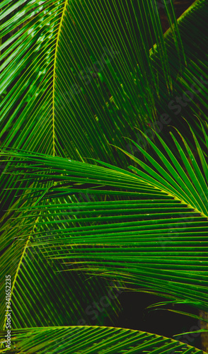 Palm leaf background