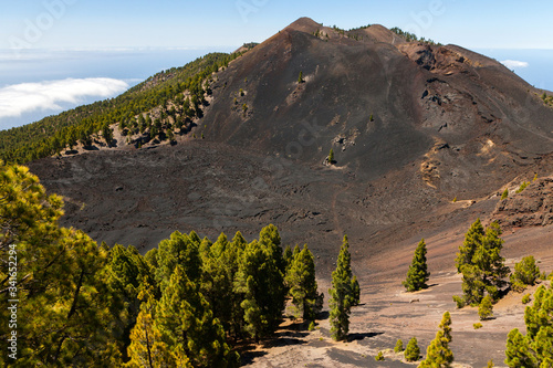 Volcan et pins canariens