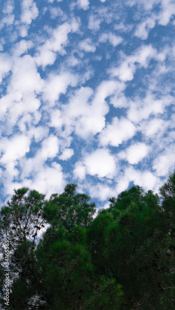 Scattered white clouds in the blue sky above the evergreen tree Scattered white clouds in the blue sky above the evergreen tree