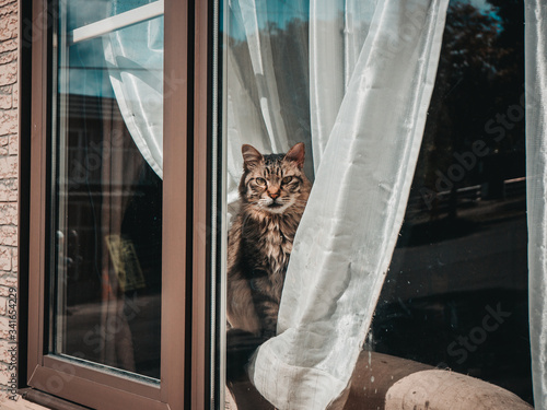 Domestic tabby cat behind the window 
