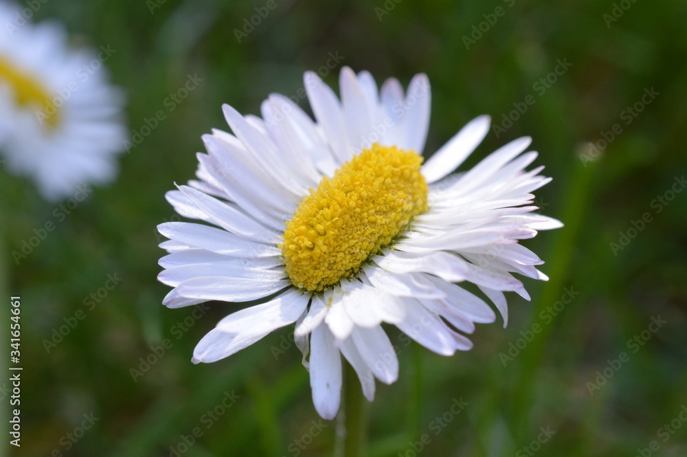extraordinary odd strange daisy double as broad as normal on green grass outdoors in springtime as sign for the variety in creation extraordinary odd strange daisy double as broad as normal on green grass outdoors in springtime as sign for the variety in creation