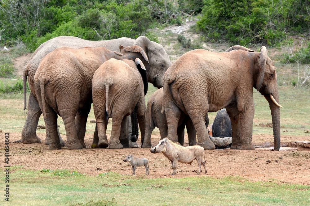 Fototapeta premium Warthogs in front of South African elephant herd