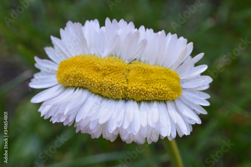 extraordinary odd strange daisy quintuple as wide as normal on green grass outdoors in springtime as sign for the variety in creation photo