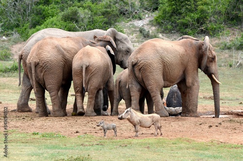 Warthogs in front of South African elephant herd