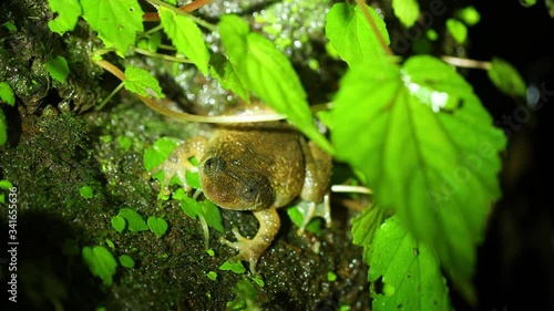 A Wrinkled Frog sits on a moss covered rock , ferns to display its croacking during the night trying to advertise to the females  during the breeding season  in monsoon ,western ghats of India photo