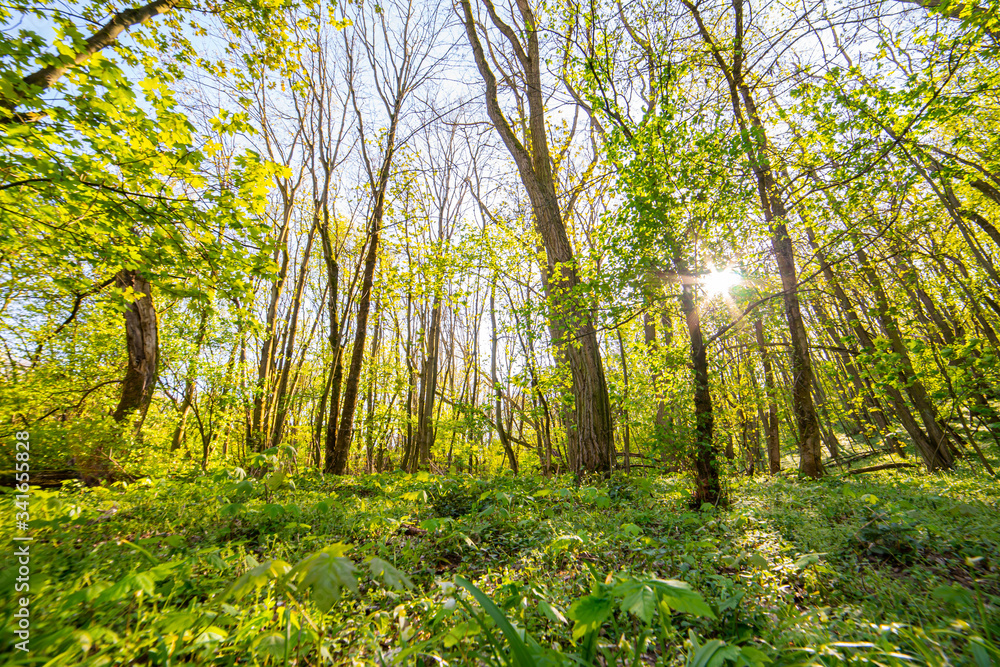 Fototapeta premium beautiful forest landscape in spring time
