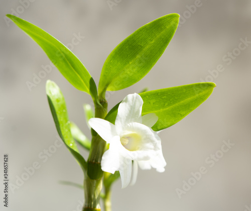 white flower with green leaves