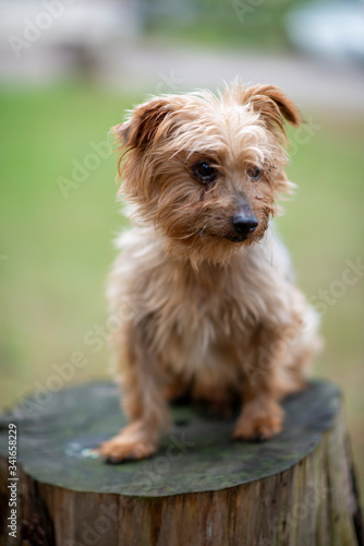 Dog Yorkshire terrier look on camera