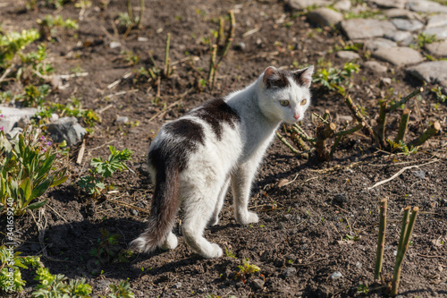 Rural white and black street cat looking