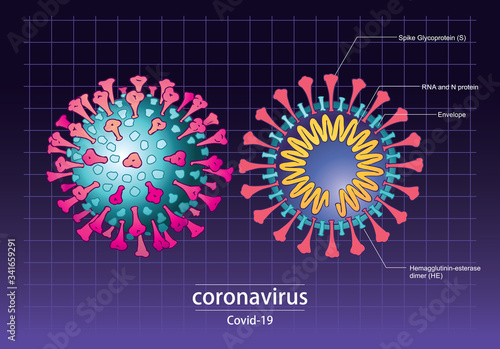 Elevation section structure layout, Sketch doodle coronavirus, corona virus, COVID-19, Hand-drawn style vector illustration