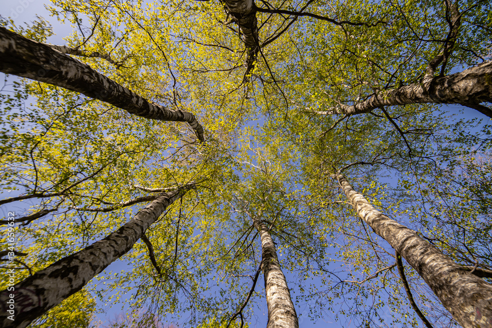 Fototapeta premium beautiful birch tree low angle