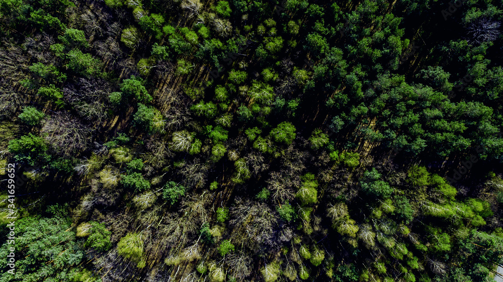 Fresh Green Foliage in Forest at Spring. Aerial Drone View