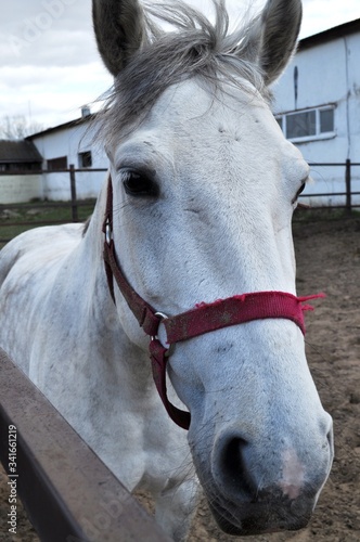 Portrait of a white horse standing in paddock © annet