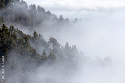 Foret de conifères à travers la brume