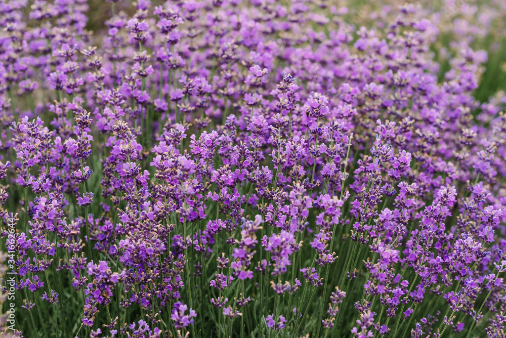 Lavender bushes closeup. Blooming lavender. Sunset gleam over purple flowers of lavender. Provence region of France. Field of Lavender, Lavandula angustifolia, Lavandula officinalis.