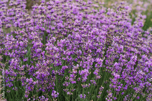 Lavender bushes closeup. Blooming lavender. Sunset gleam over purple flowers of lavender. Provence region of France. Field of Lavender, Lavandula angustifolia, Lavandula officinalis.