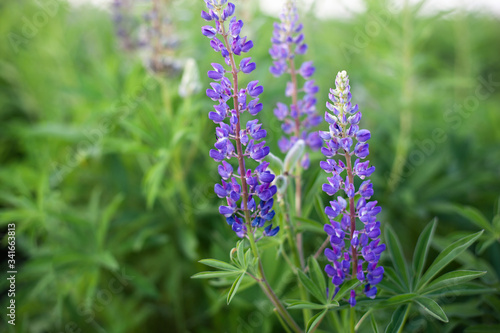 Papier peint Lupinus, lupin, lupine field with pink purple and blue flowers