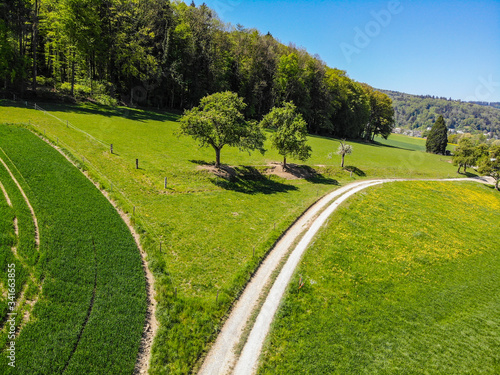 country road in green fields 