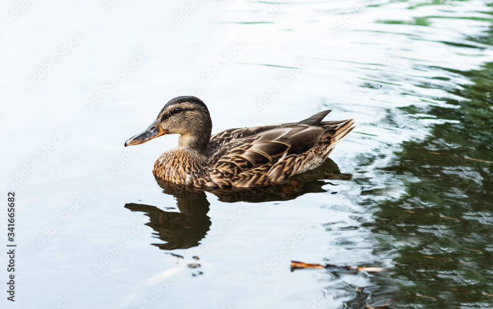 Female mallard duck. Portrait of a duck on a lake in a park. Female mallard duck. Portrait of a duck on a lake in a park.