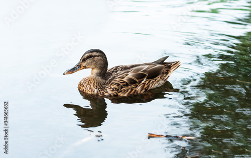 Female mallard duck. Portrait of a duck on a lake in a park.