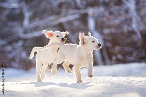 Fototapeta Naklejka Na Ścianę i Meble -  puppy in winter outdoor on the snow golden retriever dog