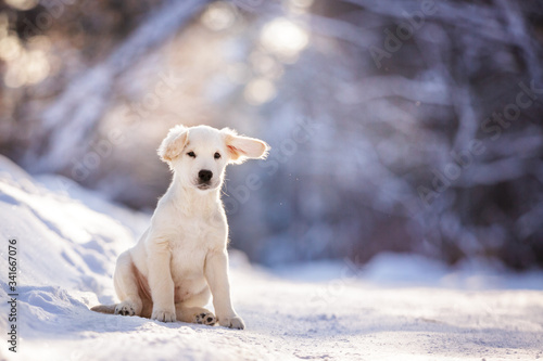 Fototapeta Naklejka Na Ścianę i Meble -  puppy in winter outdoor on the snow golden retriever dog