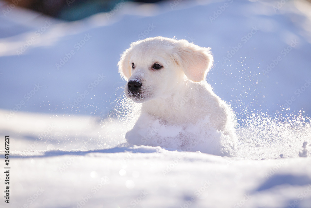puppy in winter outdoor on the snow golden retriever dog
