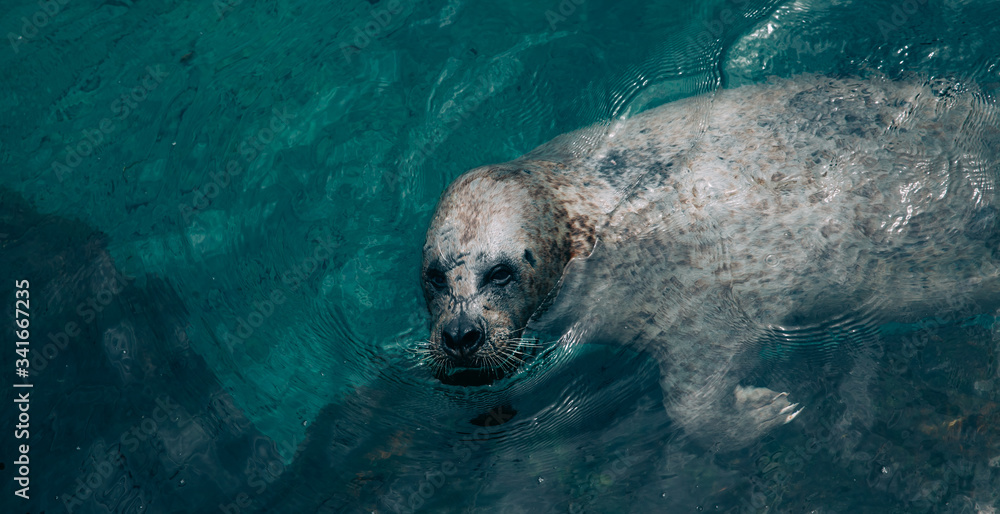 Fototapeta premium Funny seal swimming on its back in dark waters. Over the top view. 