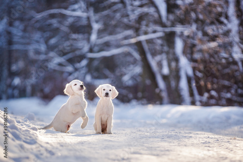 puppy in winter outdoor on the snow golden retriever dog