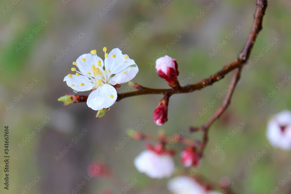 Perfect apricot-tree in blossom. Raindrops on flowers. Rainy spring day, close-up Perfect apricot-tree in blossom. Raindrops on flowers. Rainy spring day, close-up