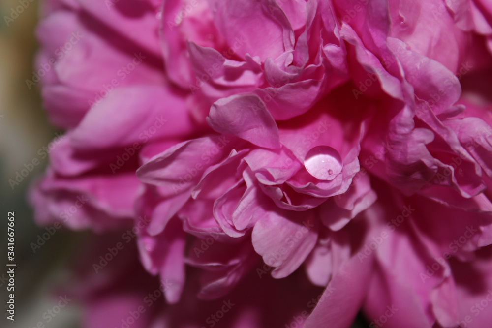 Beautiful pink peony with water drops, close up Beautiful pink peony with water drops, close up