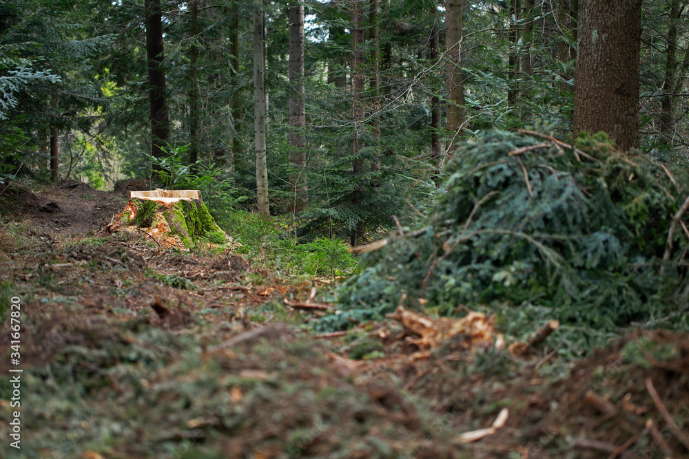 Deforestation concept. Stump of tree after cutting forest. Stump from fresh cut coniferous tree in forest. tree stump in a forest. stump in the coniferous forest from freshly chopped spruce. Deforestation concept. Stump of tree after cutting forest. Stump from fresh cut coniferous tree in forest. tree stump in a forest. stump in the coniferous forest from freshly chopped spruce.