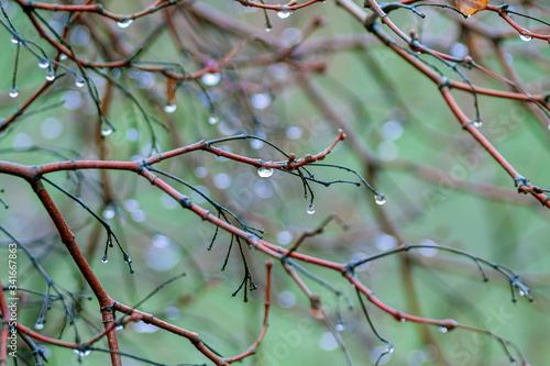 branches of a tree. Drops of spring rain on still sleeping branches
