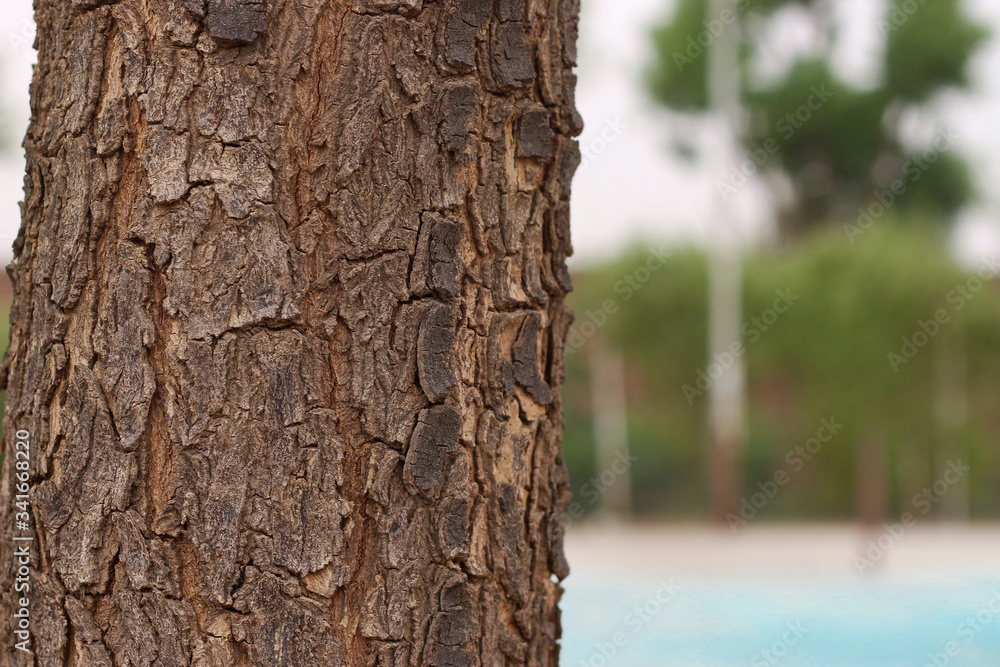 Neem Tree trunk.