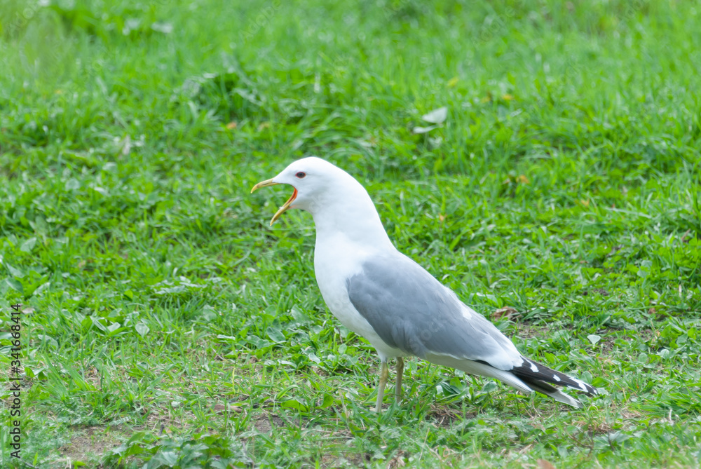 A seagull on the ground. Close up.