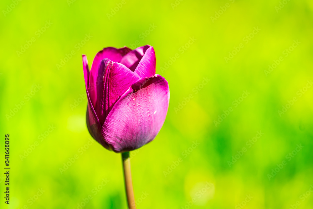 beautiful colorful tulip in the garden park beautiful colorful tulip in the garden park