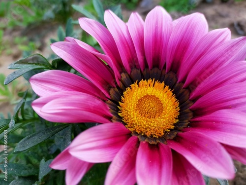 pink daisy flower