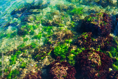 Underwater reef on the Adriatic coast in Croatia.