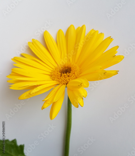 Fototapeta Naklejka Na Ścianę i Meble -  gerberas yellow flower isoated in white background