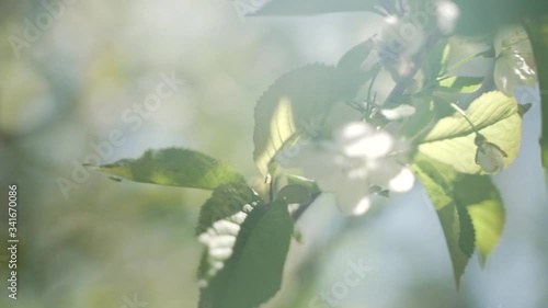 Bee picking on cherry blossom