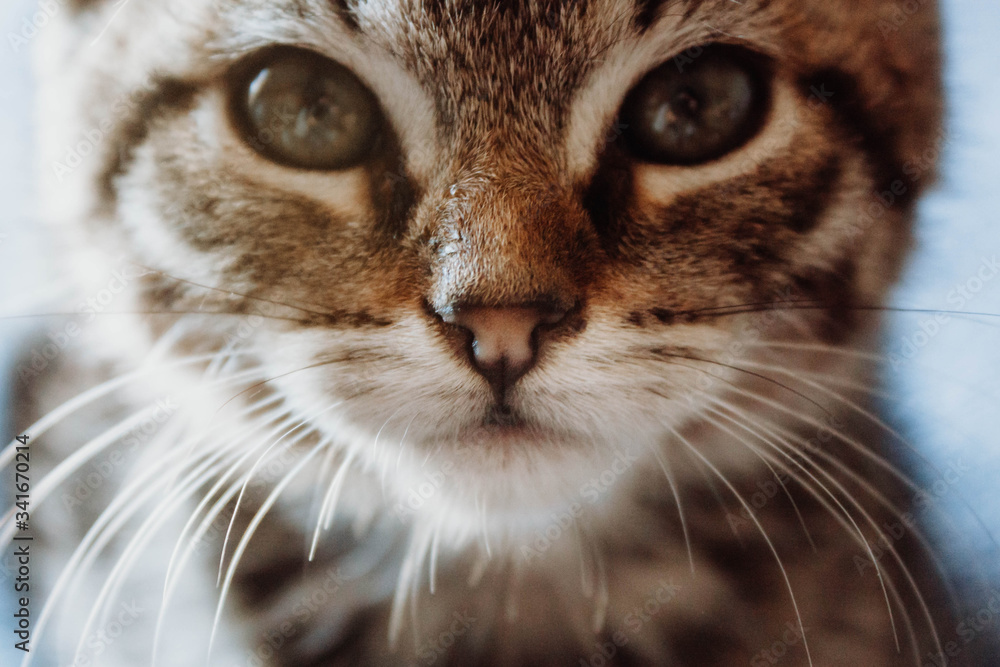Closeup cute tabby kitty looking straight ahead