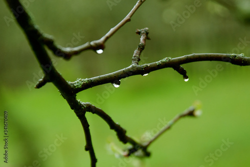 Tree branches with raindrops in the garden close-up.