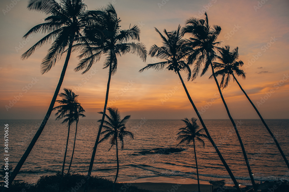 Silhouette of palm trees during sunset on the background of the Arabian Sea