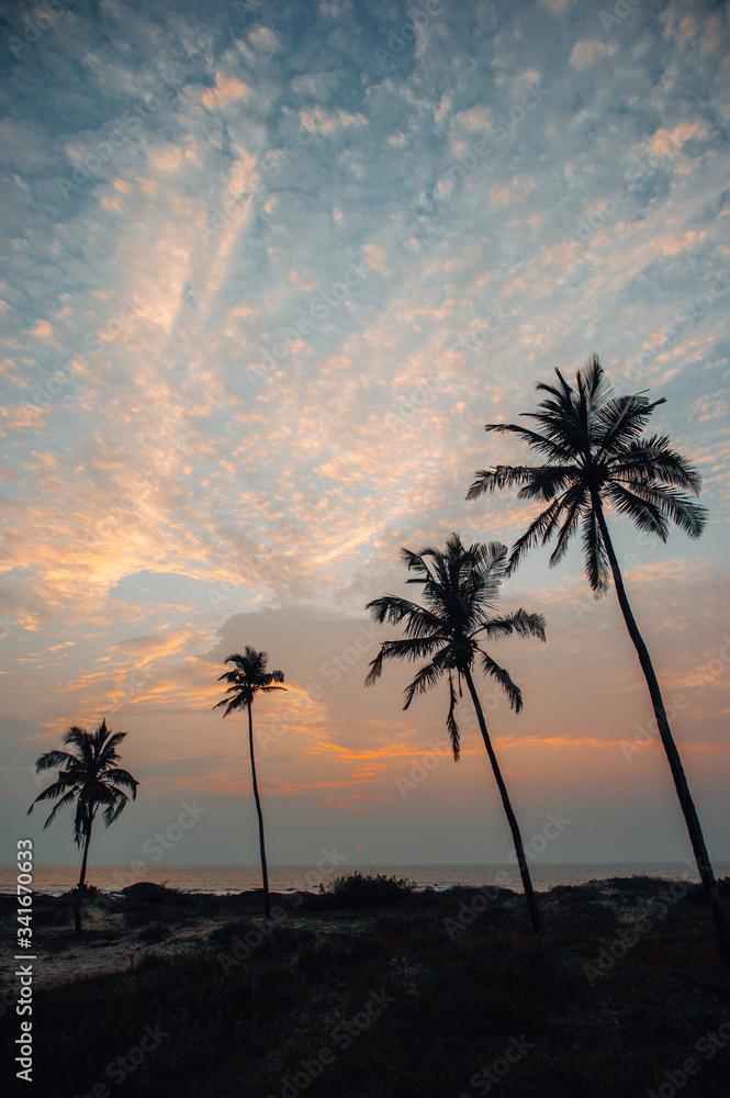 Palm trees on the coast of Arabian Sea during sunset time