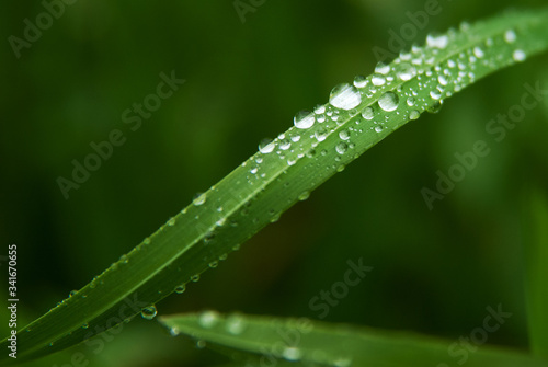 Raindrops on green grass in the garden close-up. © pushann