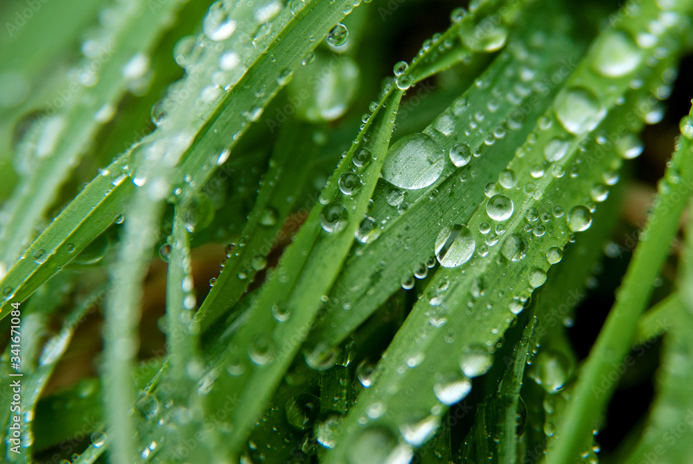 Raindrops on green grass in the garden close-up. Grass texture. Raindrops on green grass in the garden close-up. Grass texture.