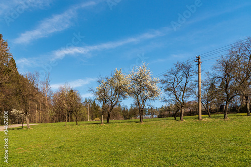 springtime rural landscape with meadow, flowering trees, narrow asphalted road and blue sky photo