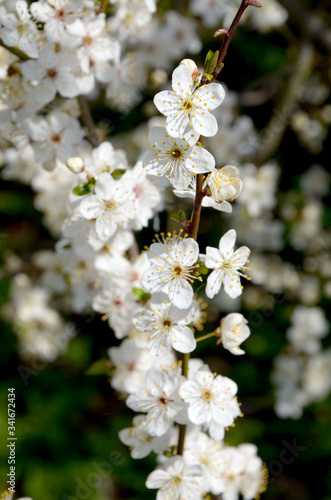 beautiful flowering cherry branch in the garden springtime