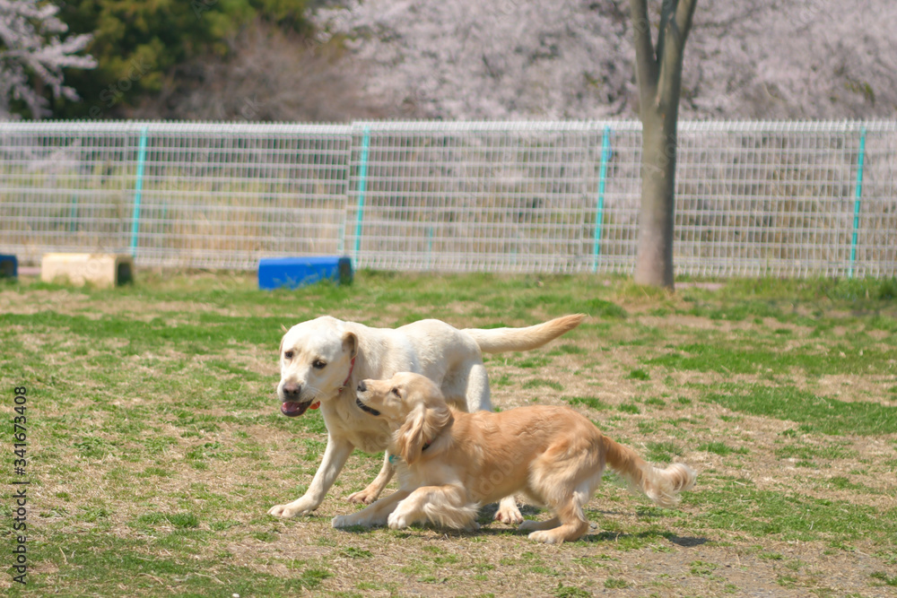 世界の名犬牧場_ゴールデンレトニエル